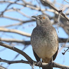 Curve-billed Thrasher