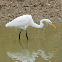 Great egret