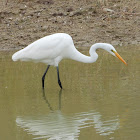 Great egret