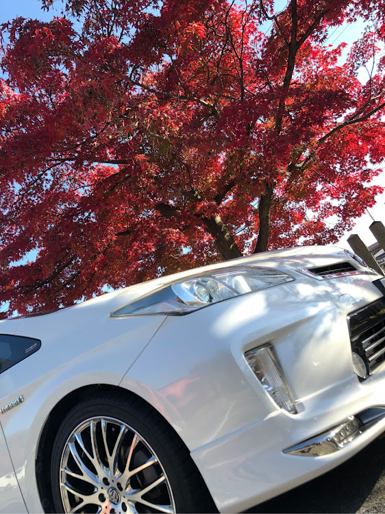 プリウスの紅葉と愛車に関するカスタム事例の投稿画像3枚目