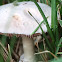 Possibly Field Mushroom/Meadow Mushroom