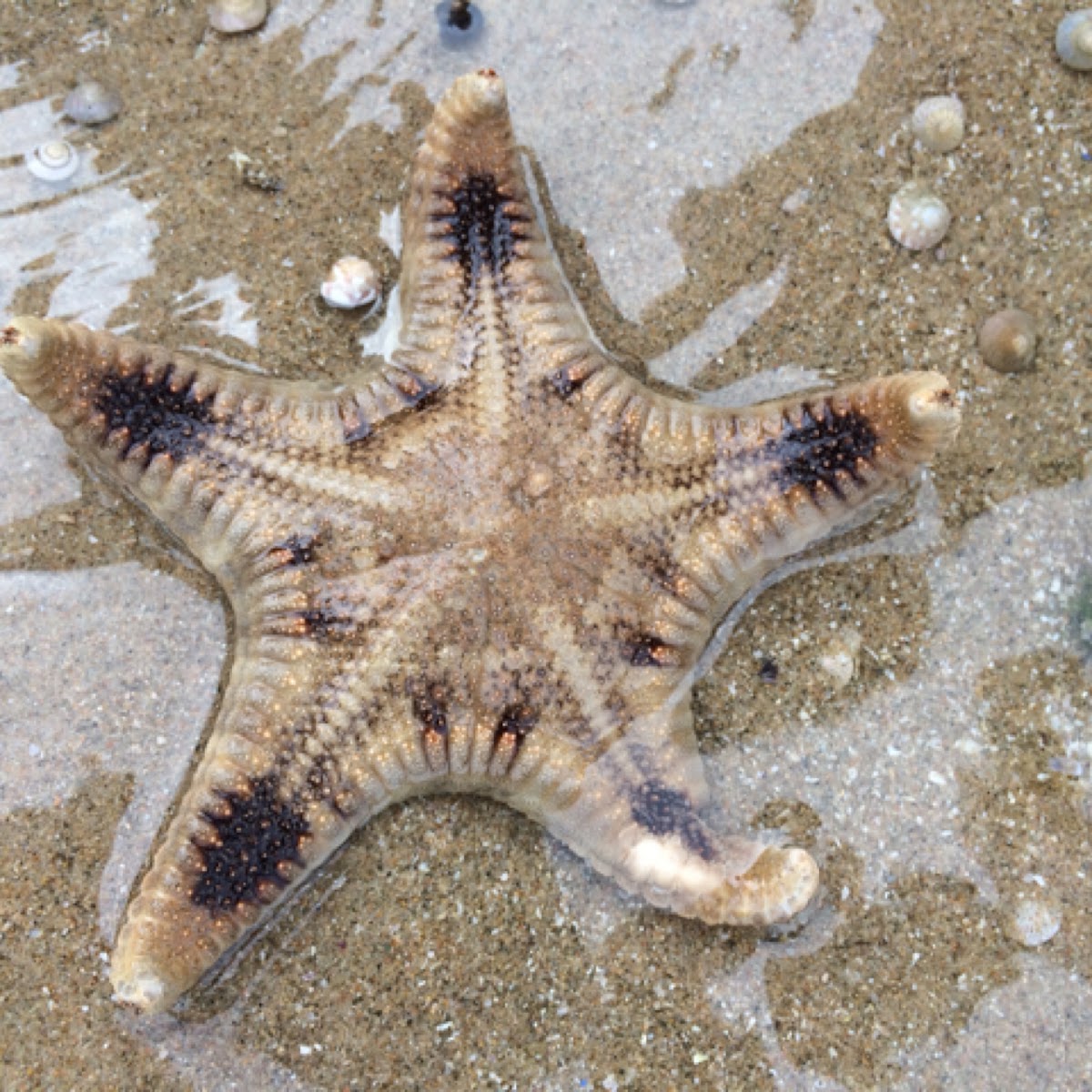 Biscuit Sea Star