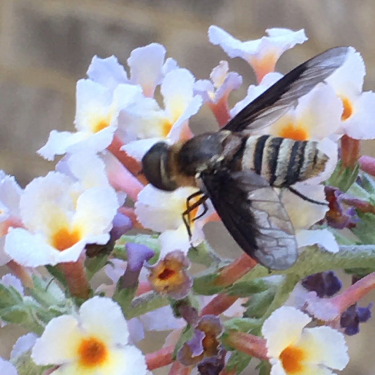 Bee Fly