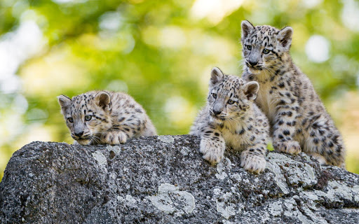Snow Leopard Wallpaper HD  backgrounds  themes