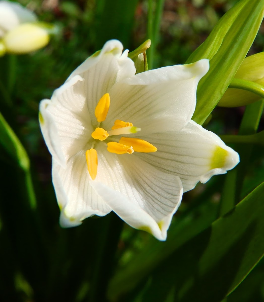 Spring snowflake