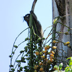 Sagui-de-tufo-preto