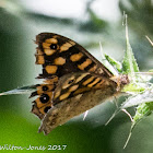 Speckled Wood