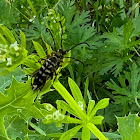 Zebra Longhorn Beetle