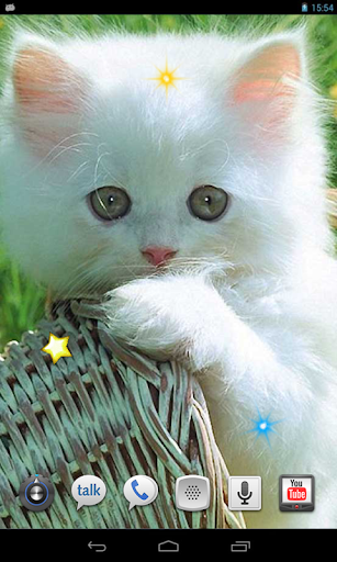 Flowers Cats live wallpaper