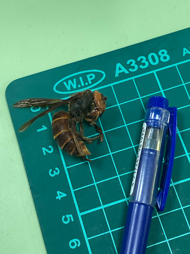 336
