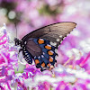 Pipevine Swallowtail