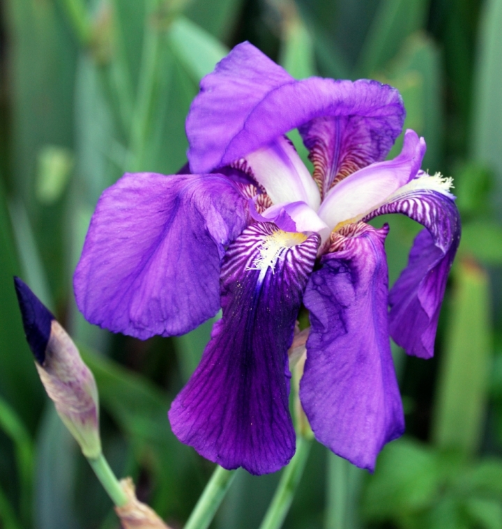 La viola di MarcoLR