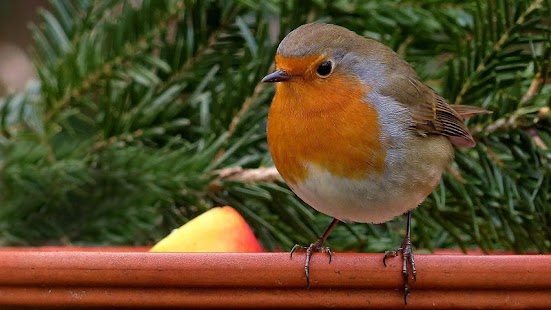 Robin Bird Wallpaper - náhled