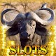 Download Slots: Angry Buffalo For PC Windows and Mac 1.3