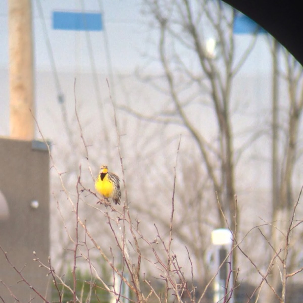 Eastern Meadowlark