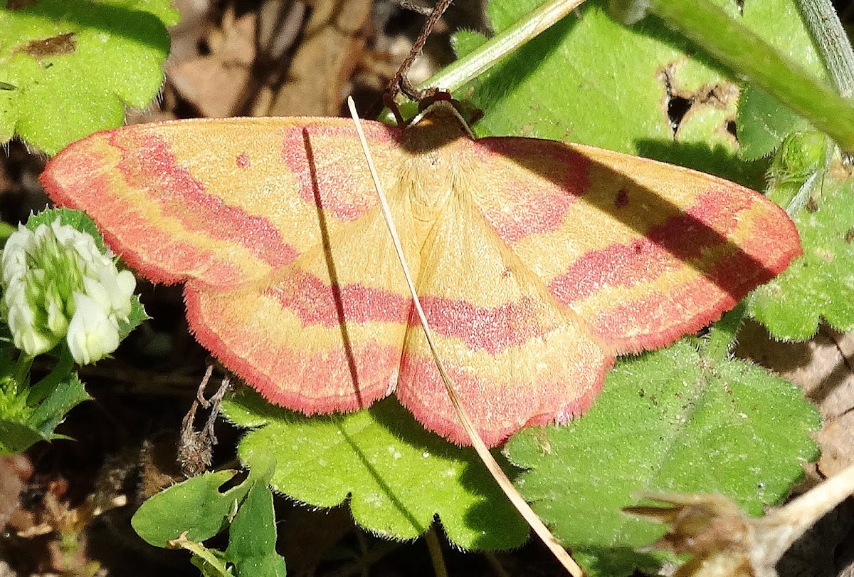 Rhodostrophia discopunctata