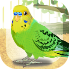 Parakeet Pet 1.2