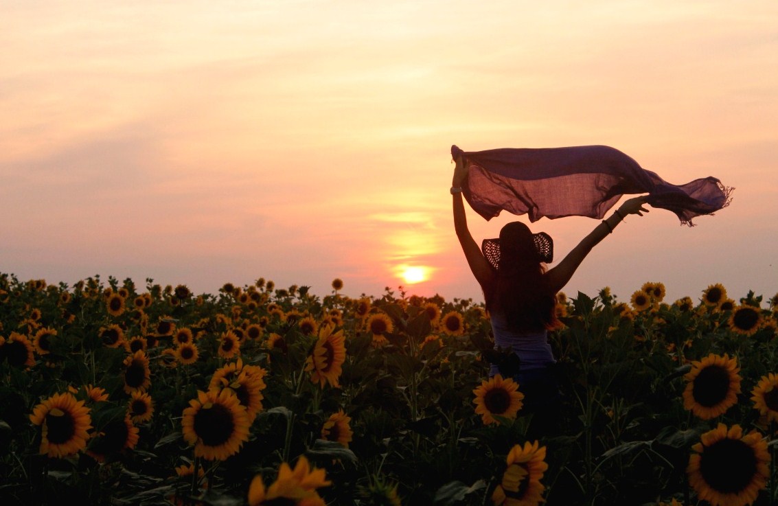 tra i girasoli di Laura Gentili