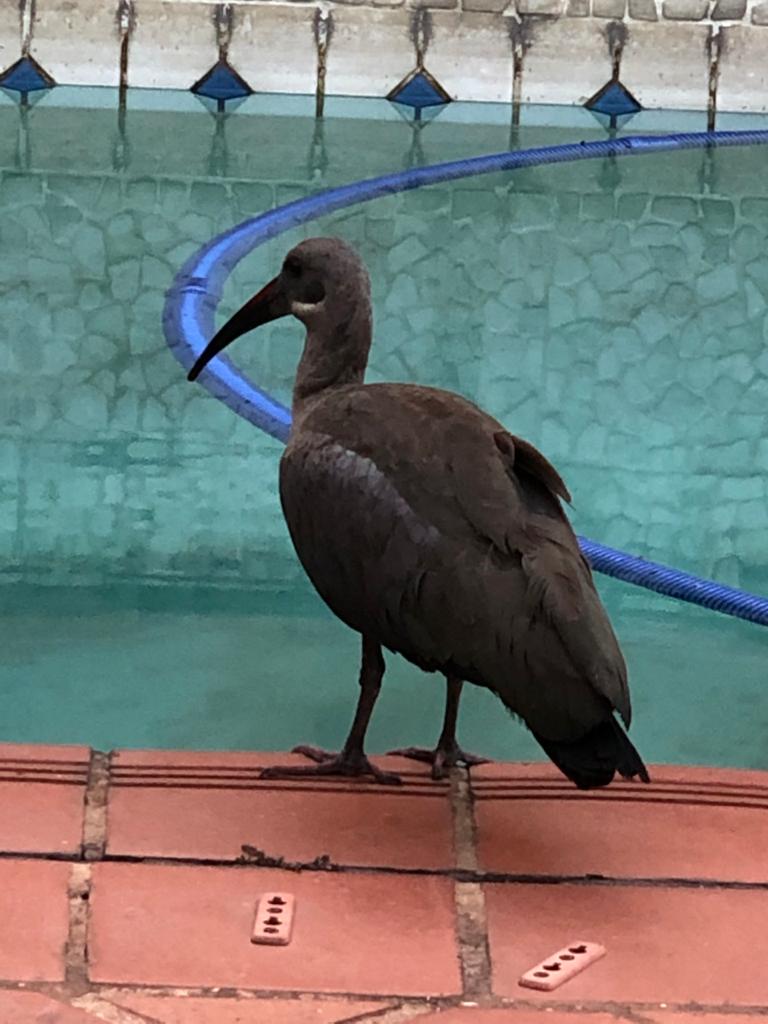 Hadada ibis