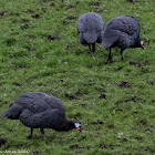 Helmeted Guineafowl