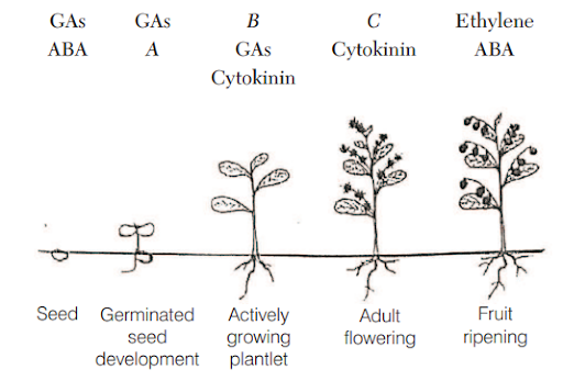 Growth Hormones and Growth Regulators