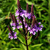 Blue Vervain