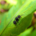 Black Hairy Ant