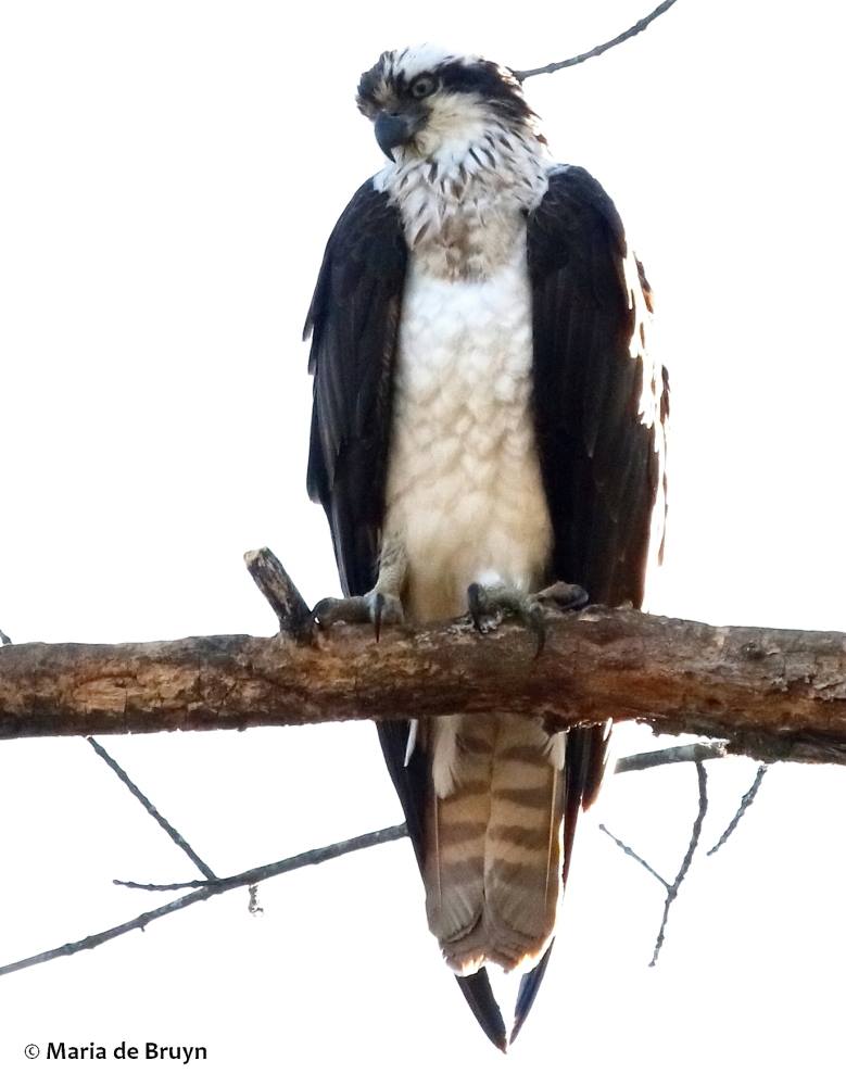 Osprey