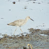 Short-billed Dowitcher