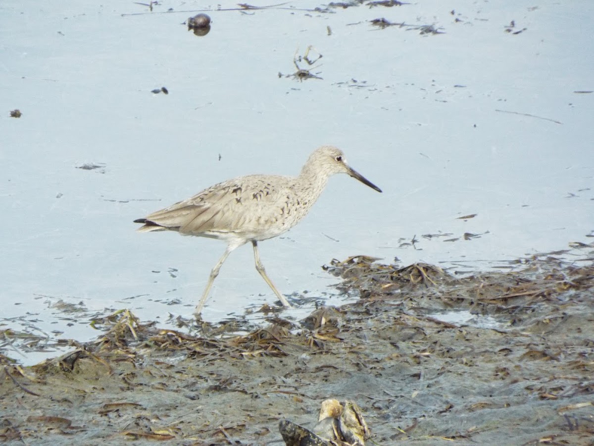 Short-billed Dowitcher