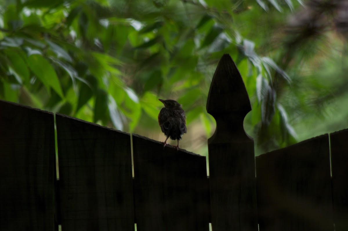 American Robin