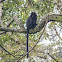 Javan Ebony Langur