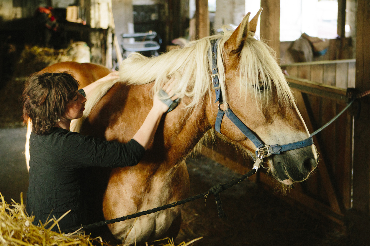 horse-grooming-kit