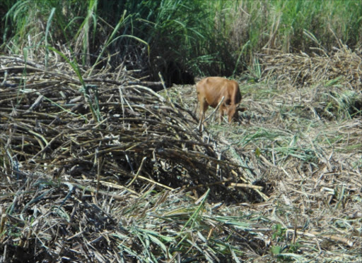 A sugarcane farm in Migori county