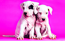 Cute Puppies Wallpapers New Tab small promo image