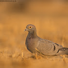 Yellow-eyed Pigeon