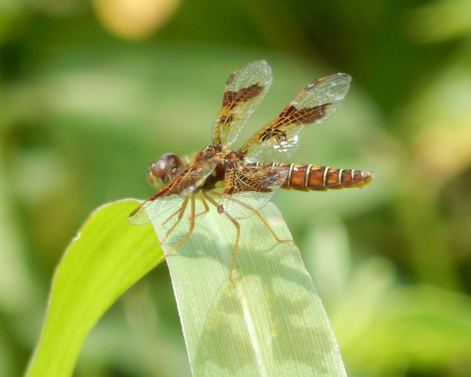 Eastern Amberwing