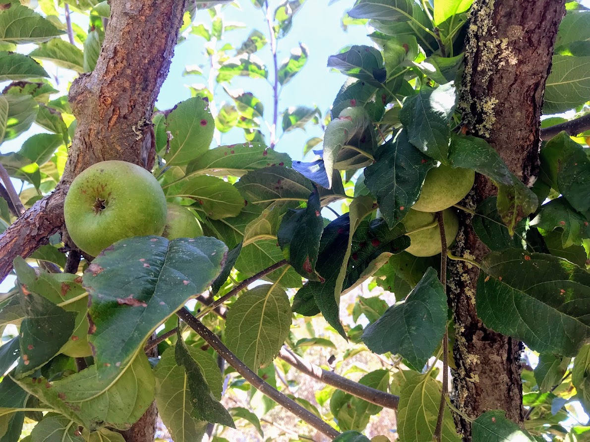 Ripe apples on the tree