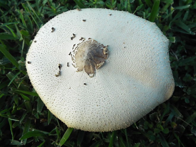 Green-spored Parasol