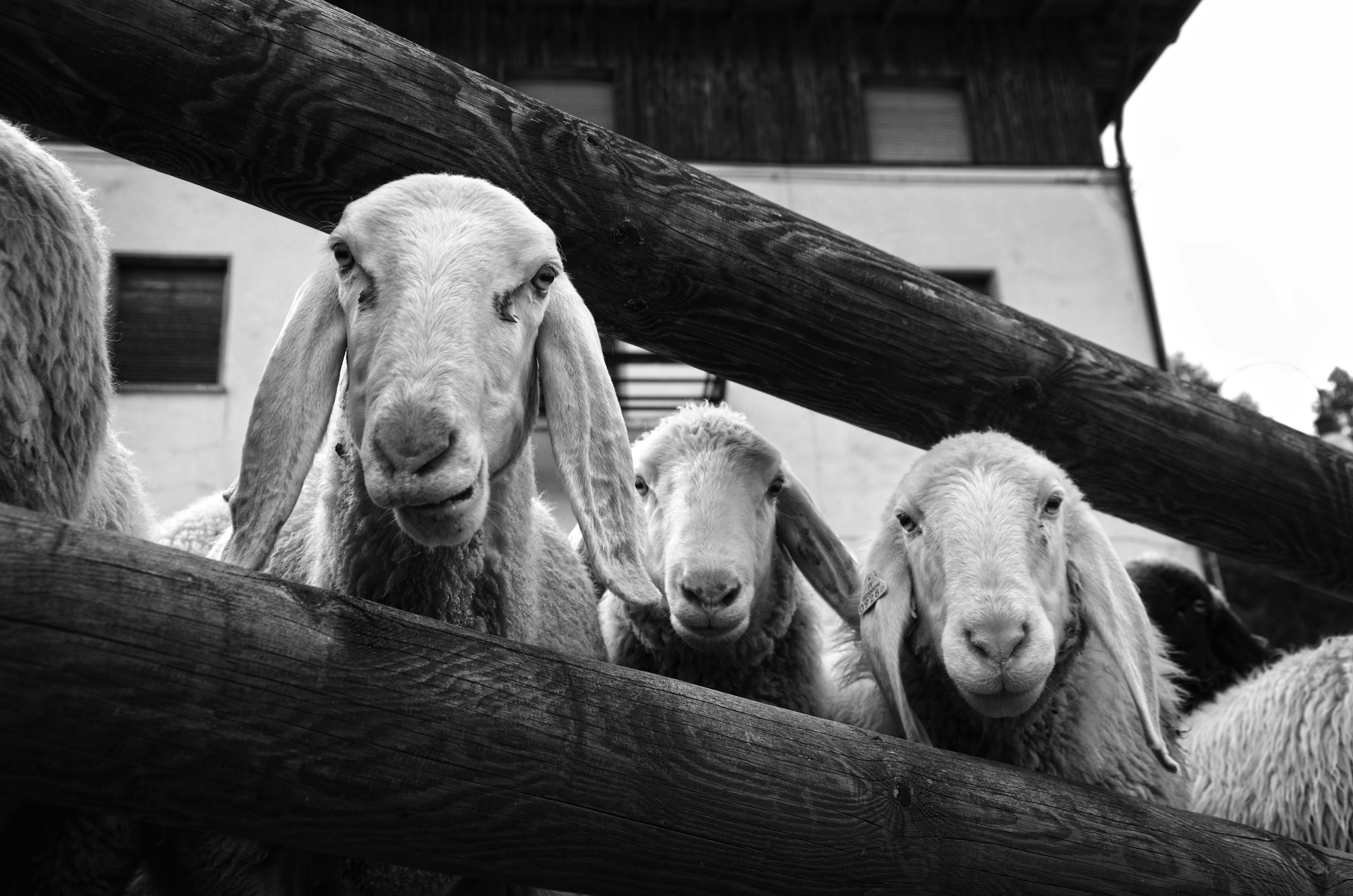 Loro ci guardano attraverso  di Franzfoto 