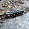 Yellow-spotted Millipede