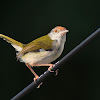 Common Tailorbird