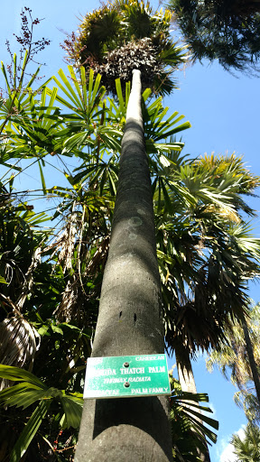 Florida Thatch Palm