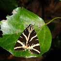 Jersey tiger