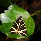 Jersey tiger