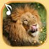 Lion live wallpaper1.7