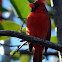 Northern Cardinal (male)