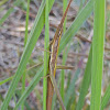 Long-headed Toothpick Grasshopper