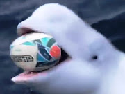 The rugby ball-fetching beluga whale in a screen-grab from the video that emerged on November 7 2019.