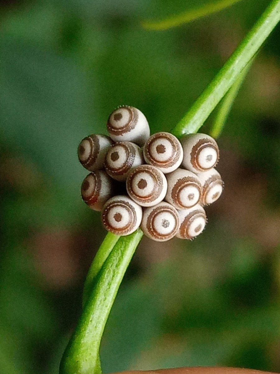 Eggs